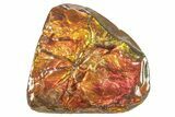 Iridescent Ammolite (Fossil Ammonite Shell) - Fiery Reds #265149-1